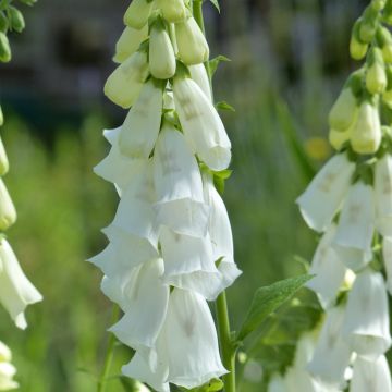 Digitalis purpurea Alba (semillas)