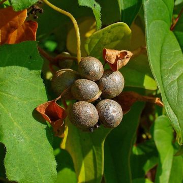 Dioscorea batatas - Ñame