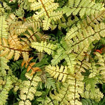 Dryopteris lepidopoda - Helecho de pie escamoso