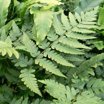 Dryopteris coreano-montana - Helecho