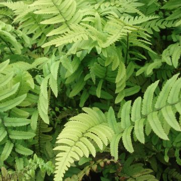 Dryopteris cycadina - Helecho