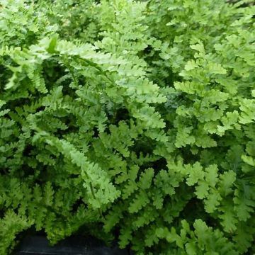 Dryopteris filix-mas Barnesii - Helecho macho común