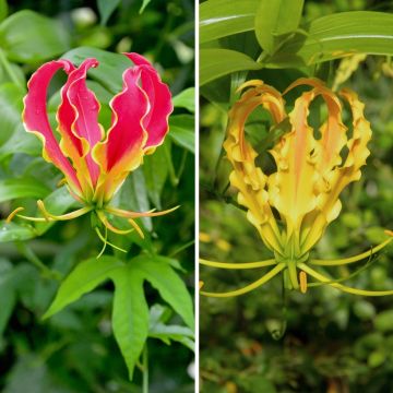 Dúo Gloriosa