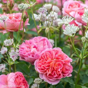 Dúo Romántico - Dúo de Rosal y Astrancia