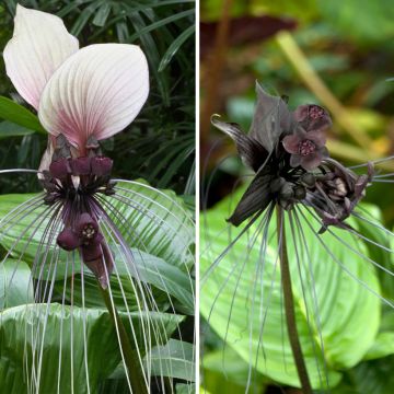 Dúo Tacca - Flores murciélago