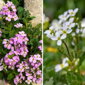 Arabis caucasica rosa y blanco en Rocalla