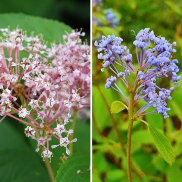 Dúo de Ceanotos de verano resistente rosa y azul