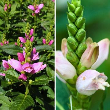 Dúo de Chelone blanco y rosa