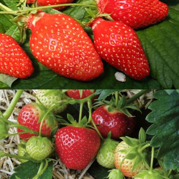 Dúo de fresas Gariguette y Mara des Bois