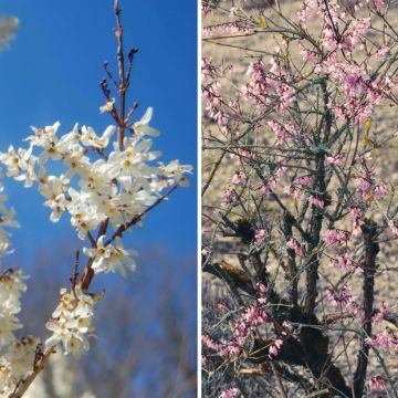 Dúo Forsitia blanca - Abeliophyllum