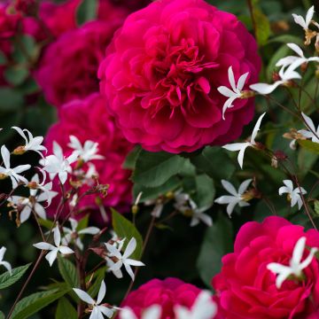 Dúo ligereza - Dúo de rosal y de Gillenia