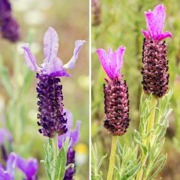 Dúo lavanda mariposas