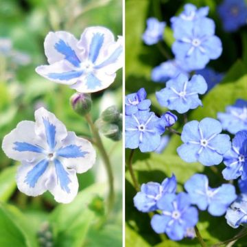 Dúo de Omphalodes