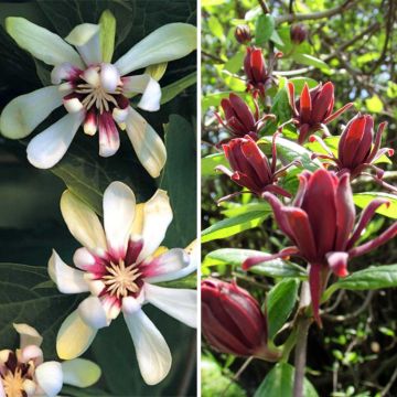 Dúo Calycanthus - Árboles con anémonas