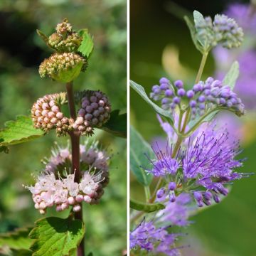 Dúo Caryopteris rosa y azul