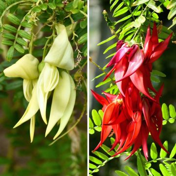 Dúo de Clianthus para Macizo Exótico