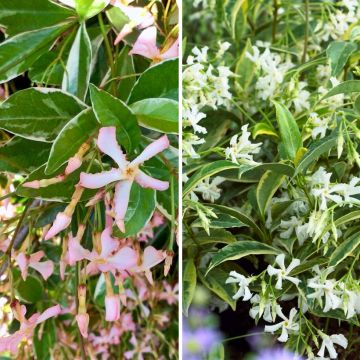 Dúo de Jazmines estrellados con follaje variegado