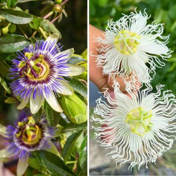 Dúo de Pasifloras perfumadas resistentes a -12 °C