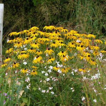 Dúo de viváceas de fin de verano amarillo y blanco