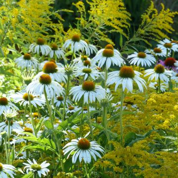 Dúo de viváceas de pradera estivales en amarillo y blanco
