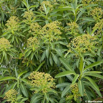 Euphorbia stygiana - Lechetrezna
