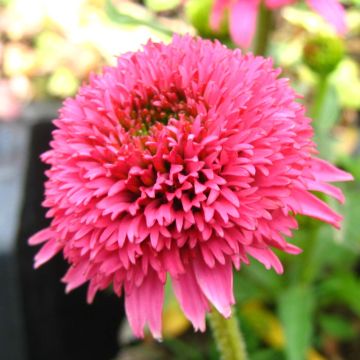 Echinacea purpurea Piccolino