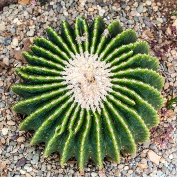 Echinocactus grusonii var. brevispinus - Coussin de Belle-mère