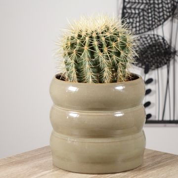 Asiento de la suegra - Echinocactus grusonii