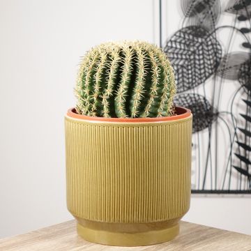 Asiento de la suegra - Echinocactus grusonii var. brevispinus
