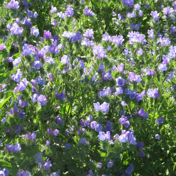 Echium Blue Bedder - Viborera común