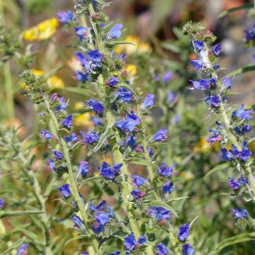 Echium vulgare (semillas)