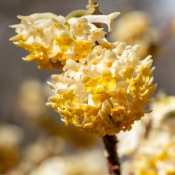 Edgeworthia chrysantha Grandiflora - Arbusto del papel