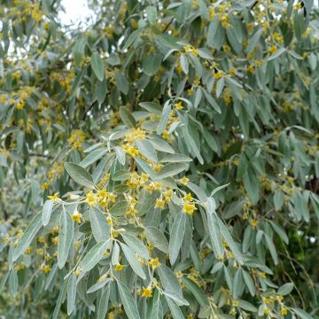 Elaeagnus angustifolia - Árbol del paraíso