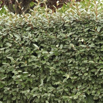 Elaeagnus ebbingei Compacta