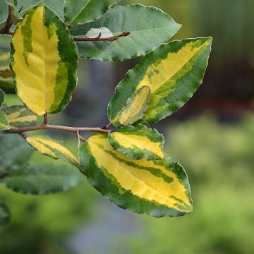 Elaeagnus ebbingei Eleador