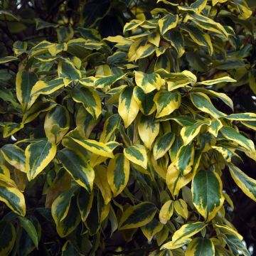 Elaeagnus ebbingei Gilt Edge