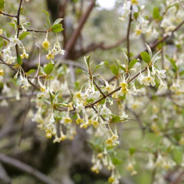 Eleagno gris - Elaeagnus multiflora