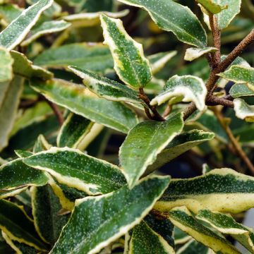 Elaeagnus pungens Hosuba Fukurin