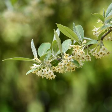 Arándano japonés - Elaeagnus umbellata