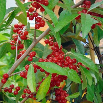 Arándano japonés Pointilla Sweet'N'Sour - Elaeagnus umbellata