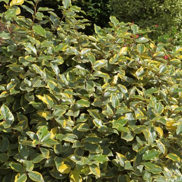 Elaeagnus ebbingei Viveleg