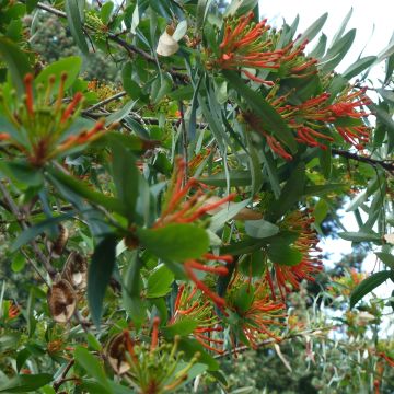 Embothrium coccineum - Notro de flores rojas