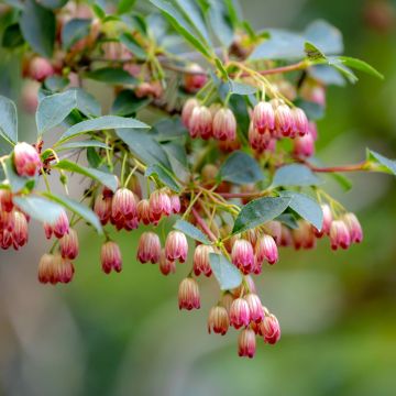 Enkianthus campanulatus - Enquianto