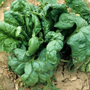 Jambú Monstrueux de Viroflay - Vilmorin