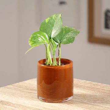 Poto - Epipremnum aureum