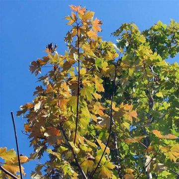 Acer freemanii Autumn Blaze