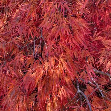 Arce japonés Dissectum Orangeola