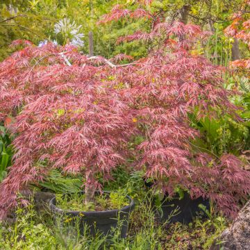 Arce japonés Red Pygmy