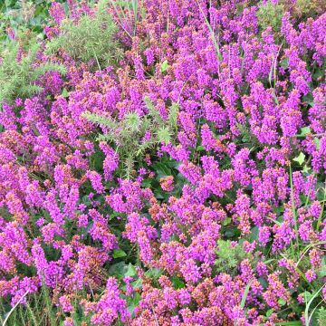 Erica cinerea C.G Best - Brezo ceniciento