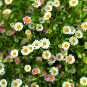 Erigeron karvinskianus Profusion - Margarita cimarrona